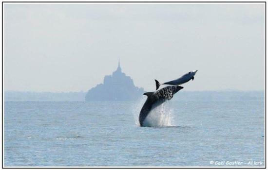 Baie Mt St Michel , Jullouville , Villa Caprice Rdc , 50 M Mer ,7 Pers , Pres Plage Dday Екстер'єр фото